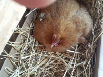 My Chicken Addiction Image
